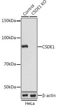 [KO Validated] CSDE1 Rabbit pAb