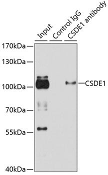 [KO Validated] CSDE1 Rabbit pAb
