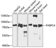 PABPC4 Rabbit pAb