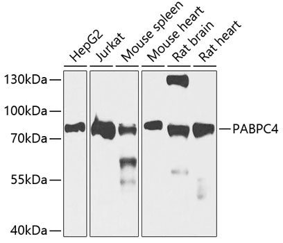 PABPC4 Rabbit pAb