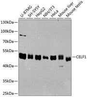 CELF1 Rabbit pAb