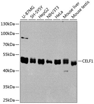 CELF1 Rabbit pAb