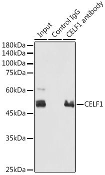 CELF1 Rabbit pAb