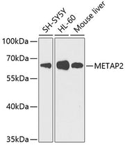 METAP2 Rabbit pAb