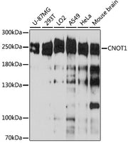 CNOT1 Rabbit pAb