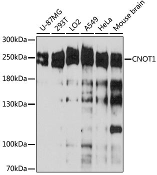 CNOT1 Rabbit pAb