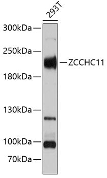 ZCCHC11 Rabbit pAb