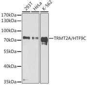 TRMT2A/HTF9C Rabbit pAb