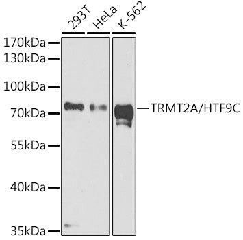 TRMT2A/HTF9C Rabbit pAb