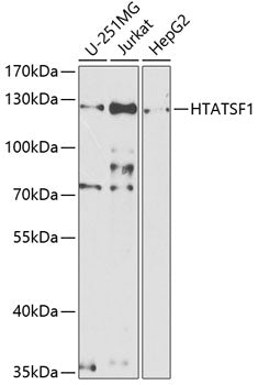 HTATSF1 Rabbit pAb
