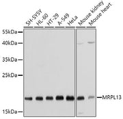 MRPL13 Rabbit pAb