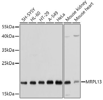 MRPL13 Rabbit pAb