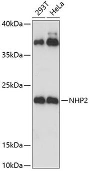 NHP2 Rabbit pAb