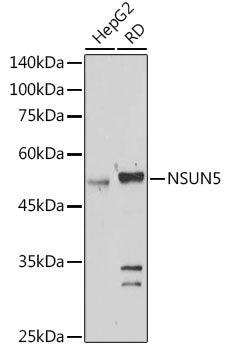 NSUN5 Rabbit pAb
