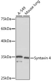 Syntaxin 4 Rabbit mAb