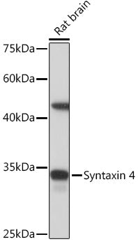 Syntaxin 4 Rabbit mAb