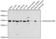 THOC4/ALYREF Rabbit pAb