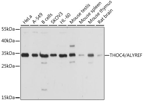 THOC4/ALYREF Rabbit pAb