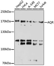 AQR Rabbit pAb