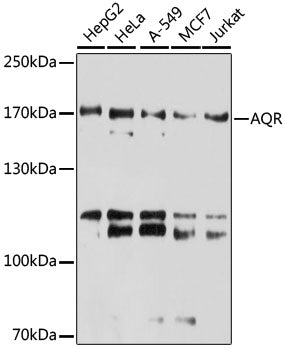 AQR Rabbit pAb