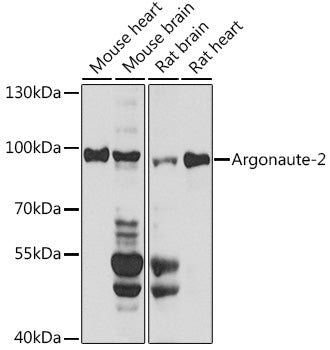 Argonaute-2 Rabbit pAb