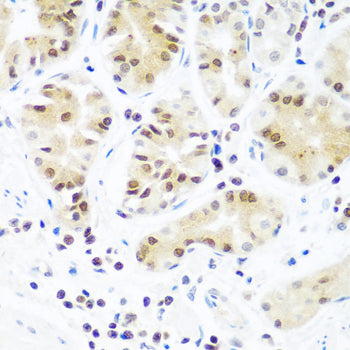 Argonaute-2 Rabbit pAb