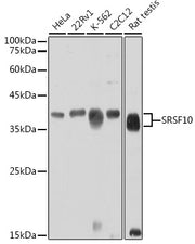 SRSF10 Rabbit pAb