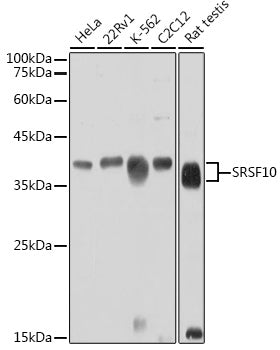 SRSF10 Rabbit pAb