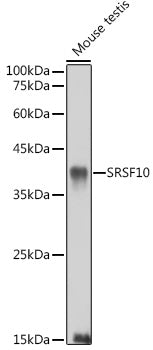 SRSF10 Rabbit pAb