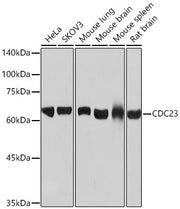 CDC23 Rabbit mAb