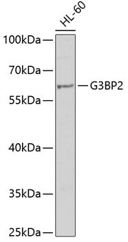 G3BP2 Rabbit pAb