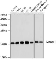 MAGOH Rabbit pAb