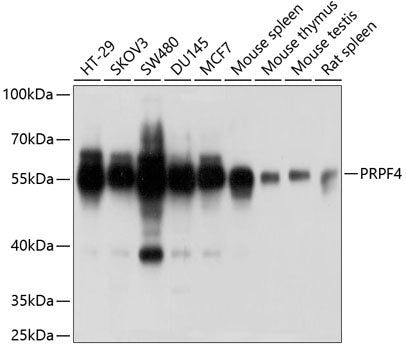 PRPF4 Rabbit pAb