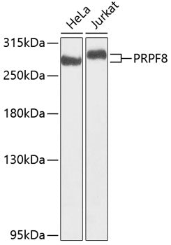 PRPF8 Rabbit pAb