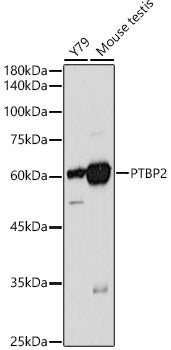 PTBP2 Rabbit pAb