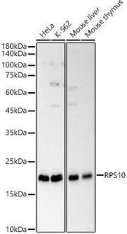 RPS10 Rabbit pAb