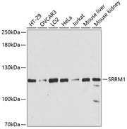 SRRM1 Rabbit pAb
