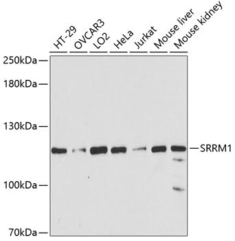SRRM1 Rabbit pAb