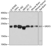 SRSF3 Rabbit pAb