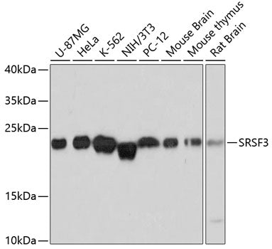 SRSF3 Rabbit pAb