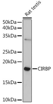 CIRBP Rabbit pAb