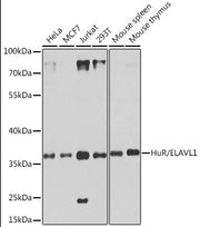 [KO Validated] HuR/ELAVL1 Rabbit pAb