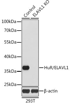 [KO Validated] HuR/ELAVL1 Rabbit pAb