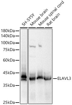 ELAVL3 Rabbit pAb