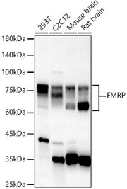 FMRP Rabbit pAb