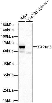 IGF2BP3 Rabbit pAb