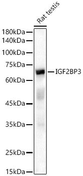 IGF2BP3 Rabbit pAb