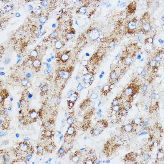 IGF2BP3 Rabbit pAb