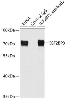 IGF2BP3 Rabbit pAb