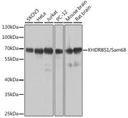 KHDRBS1/Sam68 Rabbit pAb